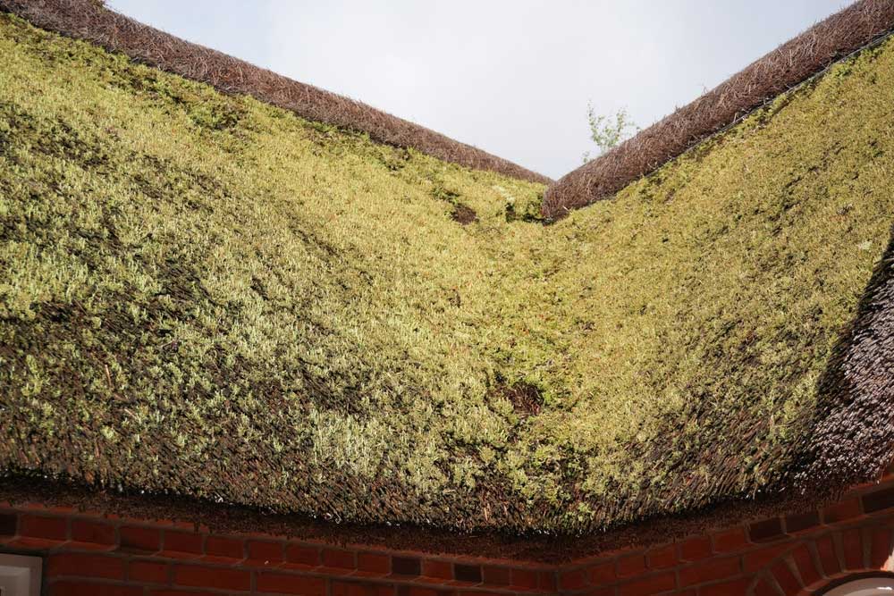 nádtető javítás, nádtető karbantartás